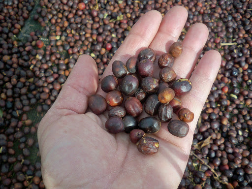 Coffee Shop «Caffe Amouri Coffee Roaster», reviews and photos, 107 Church St NE, Vienna, VA 22180, USA