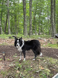 The Hound Club Nashville - Photo 4 - Car repair in , Nashville