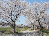 桜堤