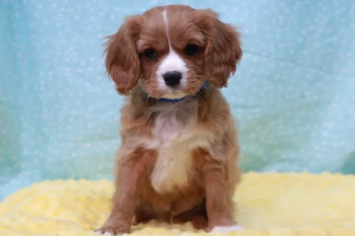 Pet Store «Four Paws and a Tail», reviews and photos, 120 Northtown Dr, Blaine, MN 55434, USA