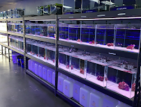 Reef factory us - Photo 6 - Car repair in Placentia, CA, Anaheim