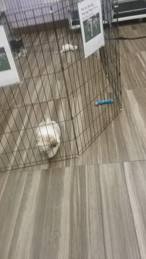 Pet Store «Just Puppies Inc», reviews and photos, 1028 York Rd, Towson, MD 21204, USA