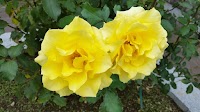 類家中央５号公園