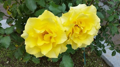 類家中央５号公園