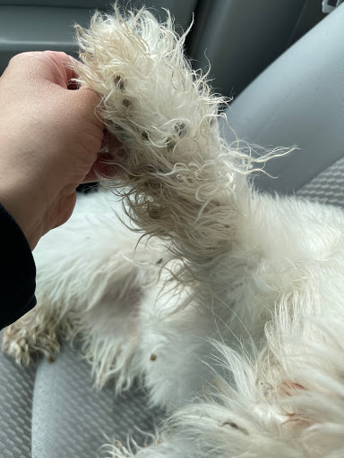 Pet Store «Everything Pet», reviews and photos, 3616 N Fry Rd, Katy, TX 77449, USA