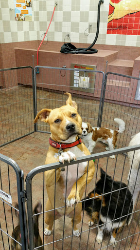 Pet Supply Store «Pet Food Express», reviews and photos, 9153 W Olympic Blvd, Beverly Hills, CA 90212, USA