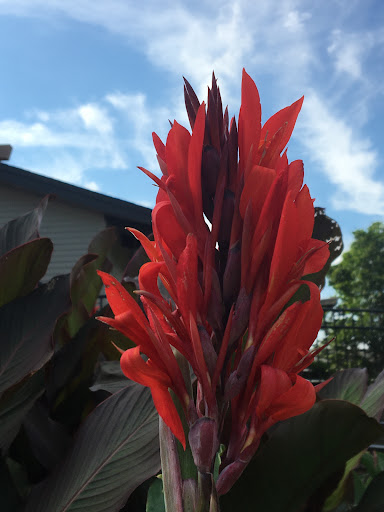 Water Park «Sea Lion Aquatic Park», reviews and photos, 1825 Short St, Lisle, IL 60532, USA