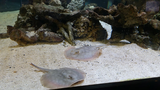 Tropical Fish Store «Pisces Reef Fish Emporium, LLC», reviews and photos, 9326 W Sahara Ave, Las Vegas, NV 89117, USA