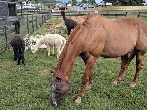 Farm «White Oak Lavender Farm & The Purple WOLF Vineyard», reviews and photos, 2644 Cross Keys Rd, Harrisonburg, VA 22801, USA