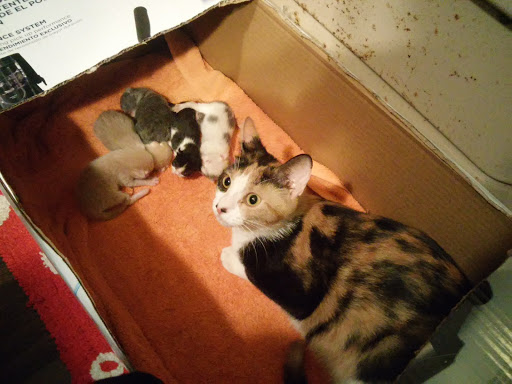 Pet Supply Store «Pet Needs Etc», reviews and photos, 5664 N Telegraph Rd, Dearborn Heights, MI 48127, USA