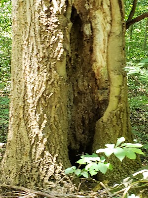 Alapocas Ball Fields - photo 22
