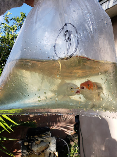 Tikis Tropical Fish image