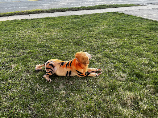 Pet Groomer «Ufuri Pet Salon», reviews and photos, 235 Huron Ave, Port Huron, MI 48060, USA