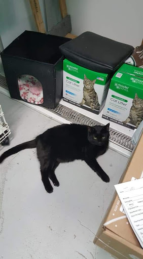 Pet Groomer «Delaware Pet Stuff», reviews and photos, 435 Dunlap St, Delaware, OH 43015, USA