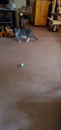 Pet Supply Store «PetSmart», reviews and photos, 1125 Quentin Rd, Lebanon, PA 17042, USA