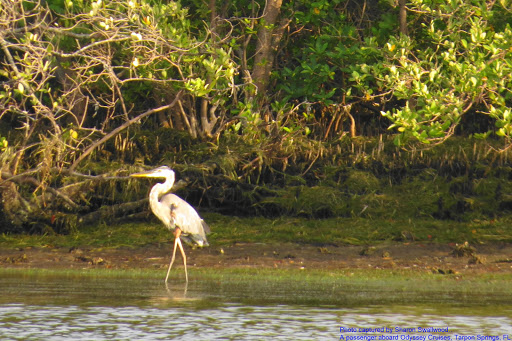 Boat Tour Agency «Spongeorama Cruise lines», reviews and photos, 510 Dodecanese Blvd, Tarpon Springs, FL 34689, USA