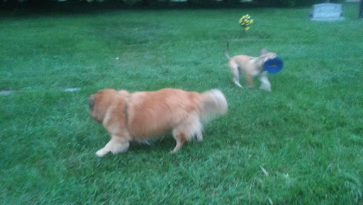 Cemetery «Crown Hill Funeral Home and Cemetery», reviews and photos, 700 38th St, Indianapolis, IN 46208, USA