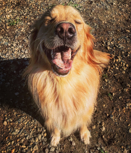 Pet Supply Store «Willow Farm Pet Services», reviews and photos, 21 VT-106, North Springfield, VT 05150, USA