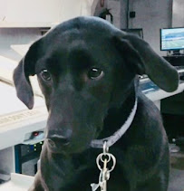 Happy Tails Pet Services - Photo 2 - Car repair in , Overland Park