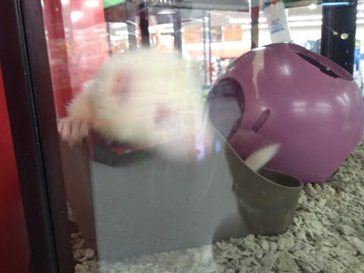 Pet Supply Store «Petco Animal Supplies», reviews and photos, 10 Waterfront Pl, Port Chester, NY 10573, USA