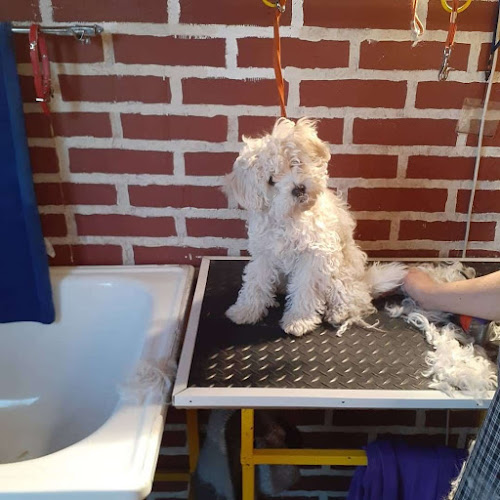 Opiniones de Barber Dog Ferrocarril spa. en Santiago - Peluquería