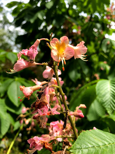 Garden Center «Stonewall Garden Center», reviews and photos, 4675 PA-447, Canadensis, PA 18325, USA