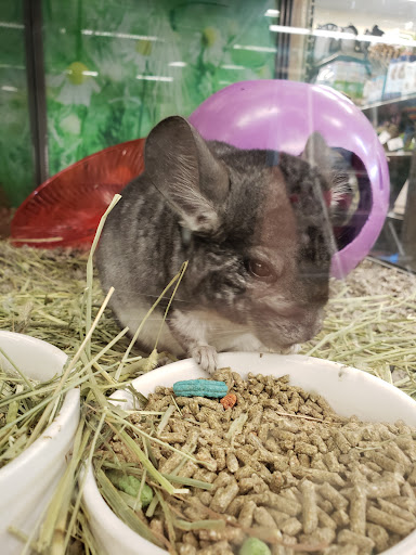 Pet Supply Store «Petco Animal Supplies», reviews and photos, 2241 Porter Creek Dr, Fort Worth, TX 76177, USA