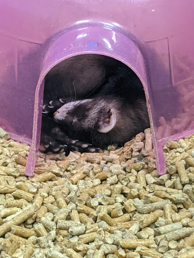 Pet Supply Store «Pet Supplies Plus», reviews and photos, 3120 NJ-35, Hazlet, NJ 07730, USA