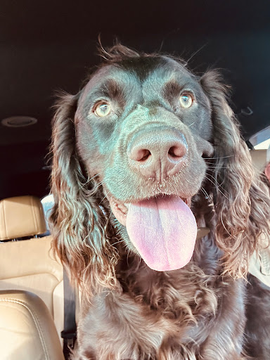 Clanton-Malphus-Hodges Veterinary & Pet Hotel image