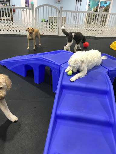 Pet Store «Bark Life Market», reviews and photos, 11220 Park Blvd N, Seminole, FL 33772, USA