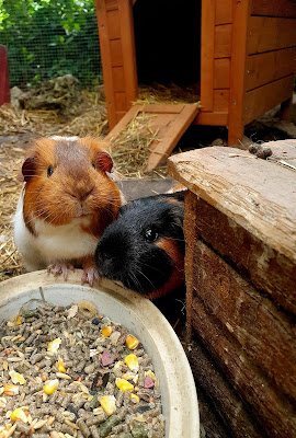 Rueda & Compagnie - Médiation par l'animal à Varen