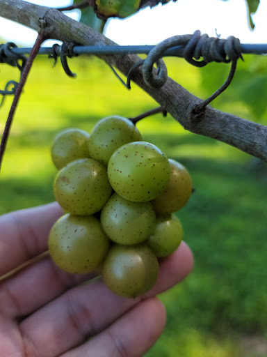 Winery «Summer Crush Vineyard & Winery», reviews and photos, 4200 Johnston Rd, Fort Pierce, FL 34951, USA