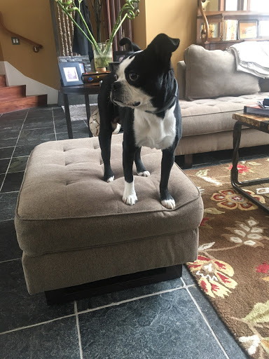 Pet Supply Store «PetSmart», reviews and photos, 157 Levittown Pkwy B, Levittown, PA 19055, USA