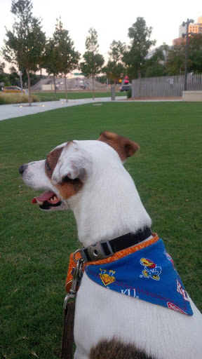 Pet Supply Store «Pet Supplies Plus», reviews and photos, 1704 Greenville Ave, Dallas, TX 75206, USA