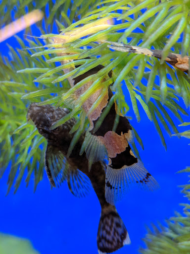 Pet Supply Store «Pet Supermarket, Inc.», reviews and photos, 598 N McCarran Blvd, Sparks, NV 89431, USA