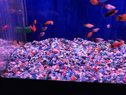 CD Aquarium