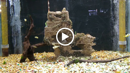 Aquarium «Aquarium Fish & Supply», reviews and photos, 1702 S Kelly Ave, Edmond, OK 73013, USA