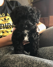 ChristineCares: Pet Care and Training Services - Photo 4 - Car repair in , Pittsburgh