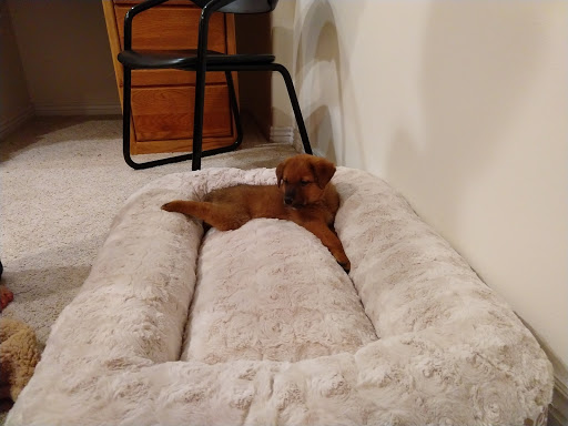 Pet Supply Store «Petco Animal Supplies», reviews and photos, 85 State St, Orem, UT 84058, USA