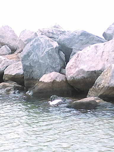 Tourist Attraction «Shell Island Beach», reviews and photos, 4607 State Park Ln, Panama City, FL 32408, USA