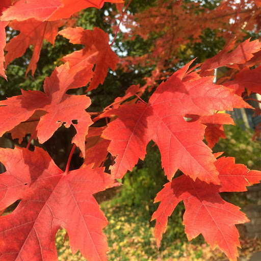 Nature Preserve «Crosby Farm Regional Park», reviews and photos, 2595 Crosby Farm Rd, St Paul, MN 55116, USA