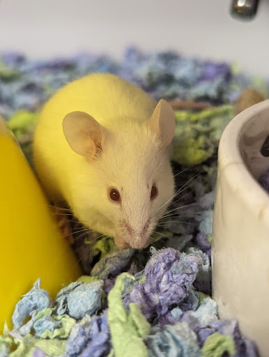 Pet Supply Store «Petco Animal Supplies», reviews and photos, 3012 Bridgepointe Pkwy, San Mateo, CA 94404, USA