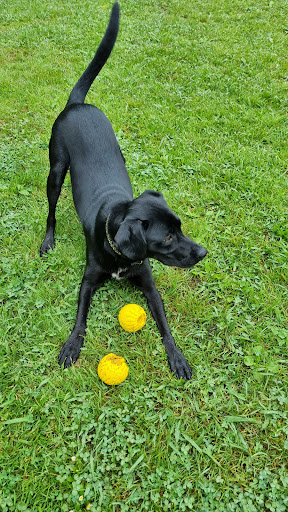 Perro