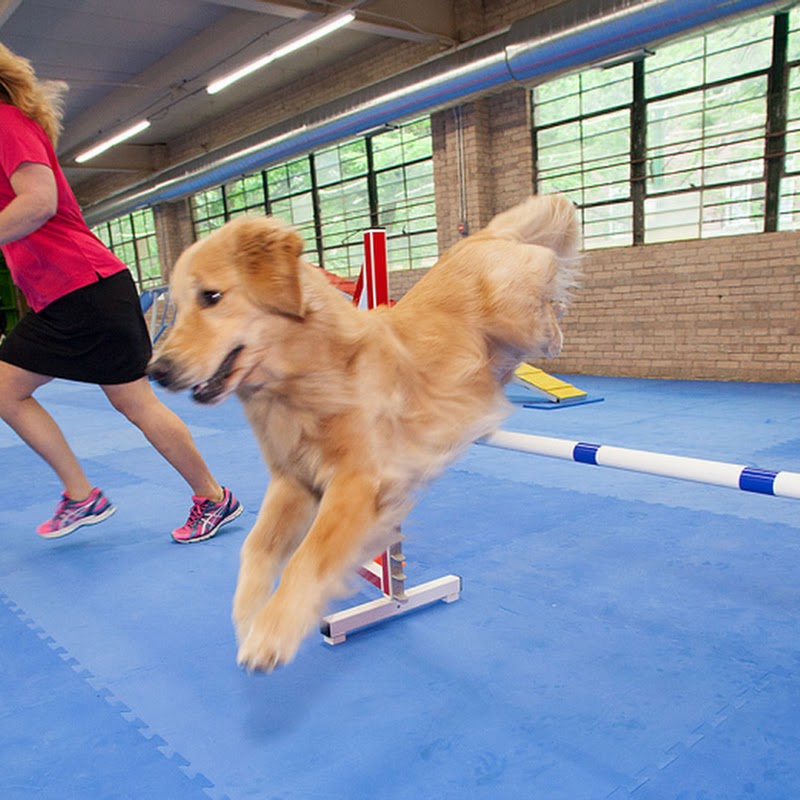 Urban Pooch Training and Fitness Center