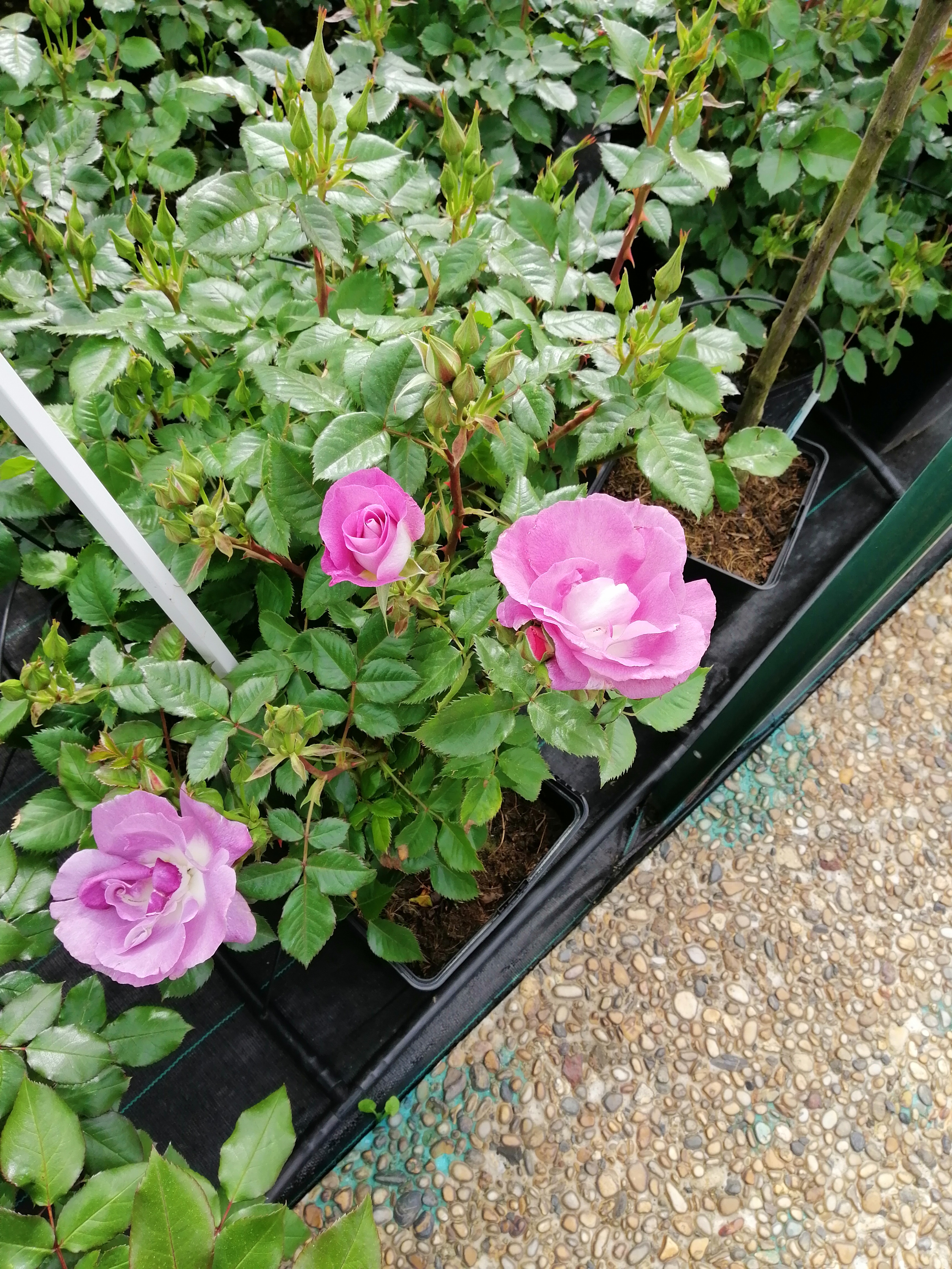 Photo n° 13 de l'avis de Isabel.r fait le 24/04/2019 à 16:53