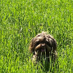 Photo n° 1 de l'avis de Angelika.n fait le 13/07/2021 à 10:47 pour Ile de Ré - Vétérinaires à La Flotte