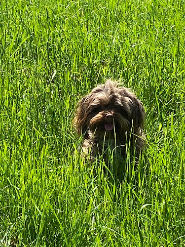 Comentarii opinii despre Ile de Ré - Vétérinaires