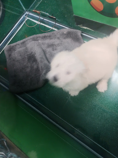 Pet Store «Perfect Pup Inc», reviews and photos, 2400 E Main St, St Charles, IL 60174, USA