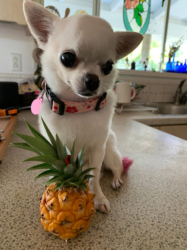 Shear Magic Pet Salon, LLC