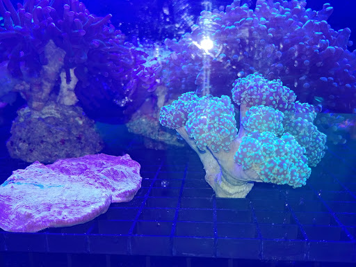 Pet Store «Fins and Skins», reviews and photos, 8451 49th St N, Pinellas Park, FL 33781, USA